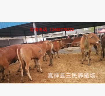 鲁西黄牛牛犊价格鲁西黄牛种牛价格鲁西黄牛养殖技术