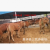 鲁西黄牛牛犊价格鲁西黄牛种牛价格鲁西黄牛养殖技术