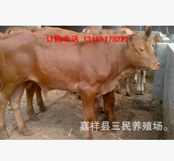 鲁西黄牛牛犊价格鲁西黄牛种牛价格鲁西黄牛养殖技术图2
