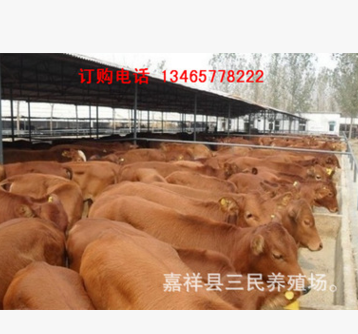 鲁西黄牛牛犊价格鲁西黄牛种牛价格鲁西黄牛养殖技术图3