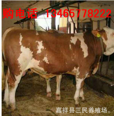 湖南牛犊多少钱一头 现在肉牛犊多少钱一头 哪里出售小牛犊图2