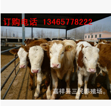 湖南牛犊多少钱一头 现在肉牛犊多少钱一头 哪里出售小牛犊图3