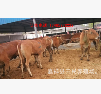育肥黄牛价格好品种 黄牛养殖技术 小牛犊 养牛效益分析