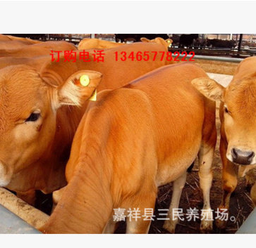 育肥黄牛价格好品种 黄牛养殖技术 小牛犊 养牛效益分析图3