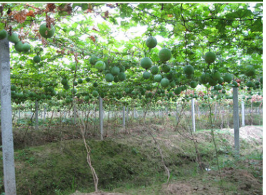 野寨瓜篓籽 野生6号瓜蒌子吊瓜子 野葫芦籽 坚果炒货 天柱山特产图3