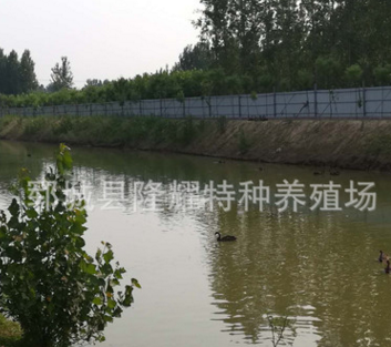 黑天鹅苗多少钱一只 黑天鹅特种养殖 成年黑天鹅多少钱一对图2