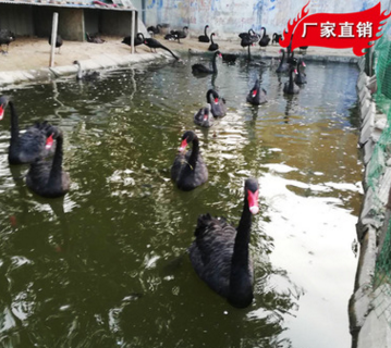 黑天鹅苗多少钱一只 黑天鹅特种养殖 成年黑天鹅多少钱一对图3