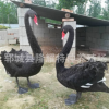 常年出售各种水禽，黑天鹅苗哪有卖的 一对优质黑天鹅的价格