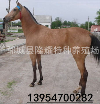 品种有哪些 马驹 矮马 汗血马多少钱一匹图2