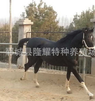 品种有哪些 马驹 矮马 汗血马多少钱一匹图3