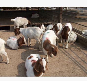 波尔山羊放养效益更高 波尔山羊羊苗价格 波尔山羊多少钱一只