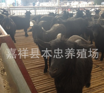 波尔山羊放养效益更高 波尔山羊羊苗价格 波尔山羊多少钱一只图2