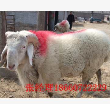 小尾寒羊多少钱一只 河南小尾寒羊种羊价格 小尾寒羊母羊价格