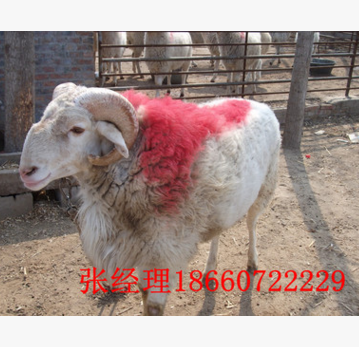 小尾寒羊多少钱一只 河南小尾寒羊种羊价格 小尾寒羊母羊价格图2