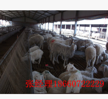 小尾寒羊多少钱一只 河南小尾寒羊种羊价格 小尾寒羊母羊价格图3