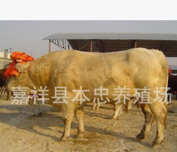 新西门塔尔牛价格 如何利用废弃秸秆养好杂交黄牛图3