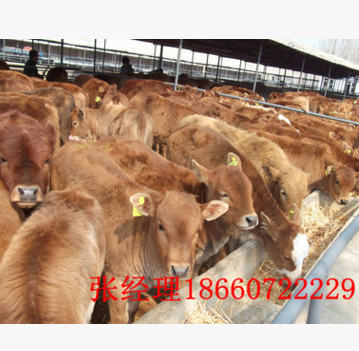 鲁西黄牛价格 牛犊价格 鲁西黄牛养殖基地直销全国发货图2