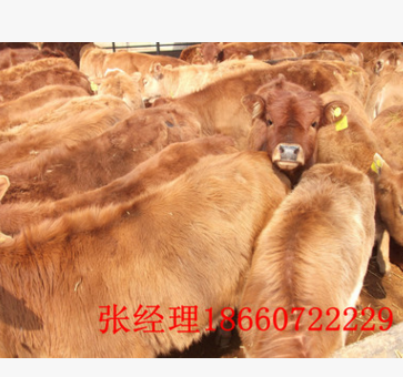 鲁西黄牛价格 牛犊价格 鲁西黄牛养殖基地直销全国发货图3