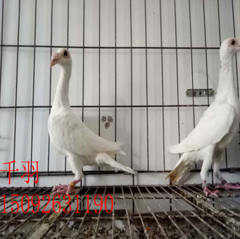 云南大理观赏鸽 元宝鸽 大鼻子鸽 蛇头鸽 淑女鸽 眼睛球鸽图3