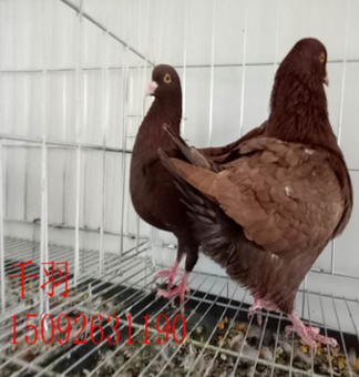 云南玉溪鸽子出售 精品元宝鸽 观赏鸽 蛇头鸽 大鼻子鸽 淑女鸽图2