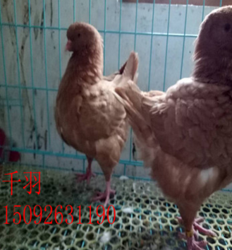 云南玉溪鸽子出售 精品元宝鸽 观赏鸽 蛇头鸽 大鼻子鸽 淑女鸽图3