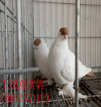 云南昆明观赏鸽品种出售 精品元宝鸽 圆环元宝鸽出售 燕子鸽图3