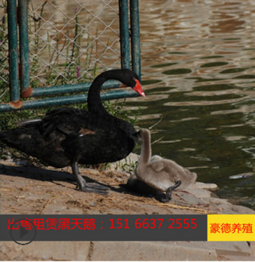 宁波黑天鹅出售价格 农庄观赏黑天鹅养殖 黑天鹅苗价格出售观赏鸭