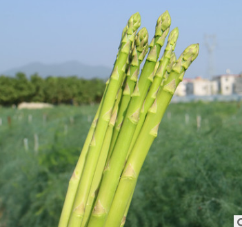 芦笋新鲜蔬菜 露天沙地青芦笋3斤顺丰包邮 现摘发货 切除白根图2