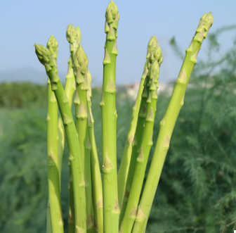 芦笋新鲜蔬菜 露天沙地青芦笋3斤顺丰包邮 现摘发货 切除白根图3