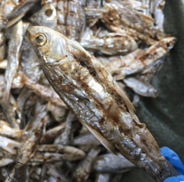 去脏鱼干散装精选鄱阳湖淡水鱼粗加工干制水产火培小鱼干批发500g图2
