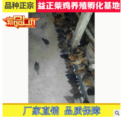 特色鸡苗批发 30-60天鸡苗生产 低价出售柴鸡苗土鸡苗诚信经营图2