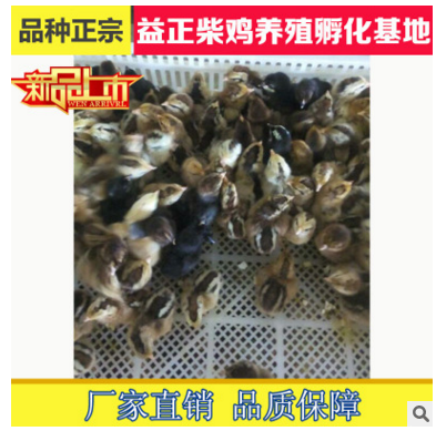 特色鸡苗批发 30-60天鸡苗生产 低价出售柴鸡苗土鸡苗诚信经营图3