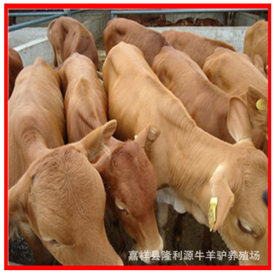 黄牛牛犊 西门塔尔牛 肉牛苗 肉牛新品种农村 小规模养牛20头