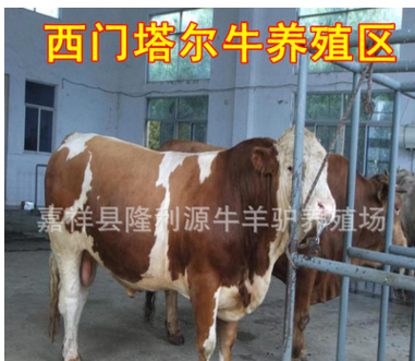 西门塔尔牛种牛 小牛犊 农村合作养殖项目 四川内江那里有小牛卖
