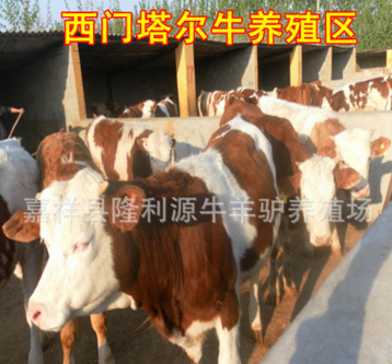 西门塔尔牛 牧业 牛 徐州肉牛养殖场 现在母牛多少钱一头
