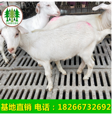 萨能奶山羊3个月奶羊买奶羊5个月奶羊养殖奶羊奶山羊价格二胎奶羊