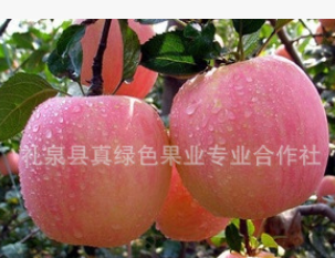 洛川苹果 红富士苹果 陕西特产新鲜水果 基地陕西苹果批发直销