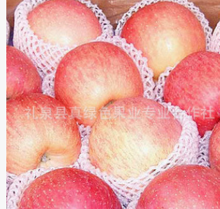 供应苹果 陕西新鲜 红富士苹果批发 礼泉苹果批发 苹果直销产地
