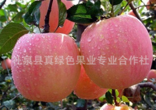 供应苹果 陕西新鲜 红富士苹果批发 礼泉苹果批发 苹果直销产地图2