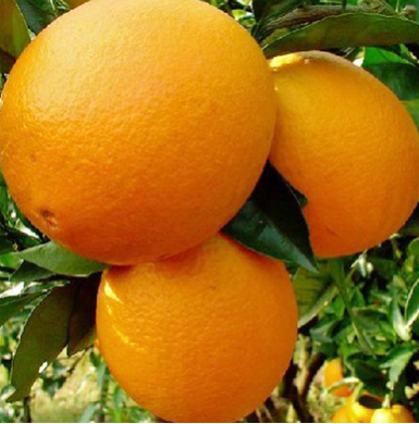 新鲜水果橙子 江西特产三百山脐橙无打蜡赣南 现摘甜橙一件代发