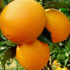 新鲜水果橙子 江西特产三百山脐橙无打蜡赣南 现摘甜橙一件代发