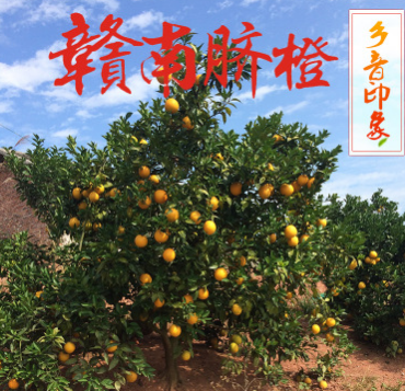 一件代发 江西赣南脐橙 新鲜水果脐橙 农家橙子批发 5斤装图2