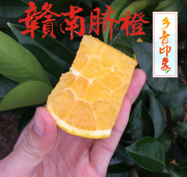一件代发 江西赣南脐橙 新鲜水果脐橙 农家橙子批发 5斤装图3