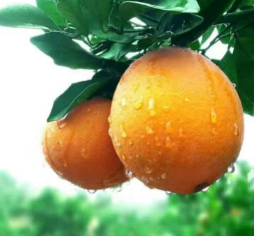 水果赣南脐橙橙子水果批发八仙果赣南脐橙一件代发脐橙新鲜橙子
