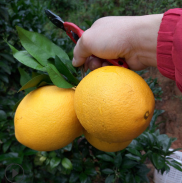 果园现摘 脐橙批发 赣南八仙农场新鲜天然脐橙一件代发