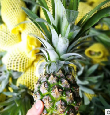 小菠萝 新鲜迷你香水菠萝凤梨小菠萝云南水果厂家发货图3