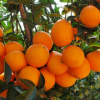 正宗赣南脐橙 产地直供新鲜橙子安远甜橙 精品15斤特惠装