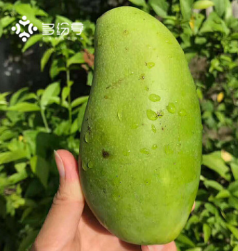 甜心芒5斤装一件代发包邮 海南新鲜水果现摘现发甜心芒微商代发图2