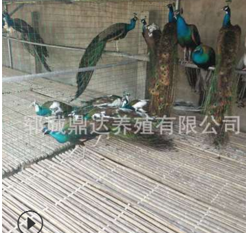 哪里有卖孔雀的孔雀苗多少钱一只好养殖吗成年孔雀的价格行情图3