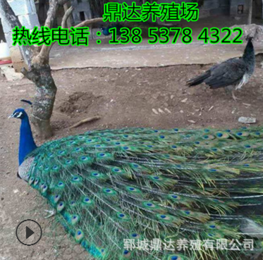 活体孔雀哪有卖的孔雀今天的孔雀价格出售成年白蓝花孔雀哪里便宜